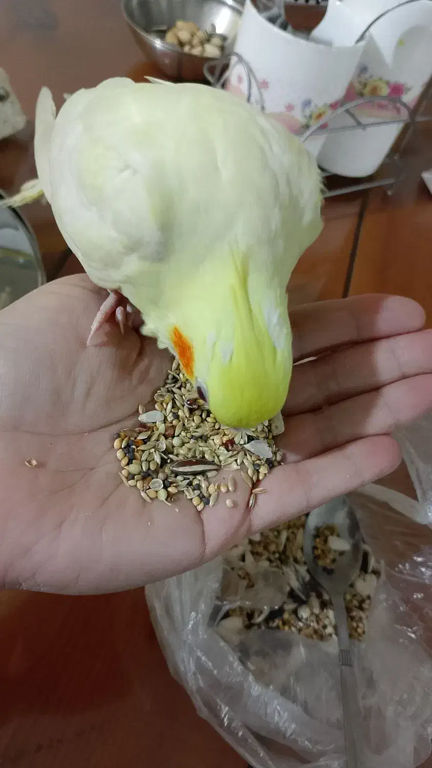 عروس هلندی|پرنده|آبپخش, |دیوار