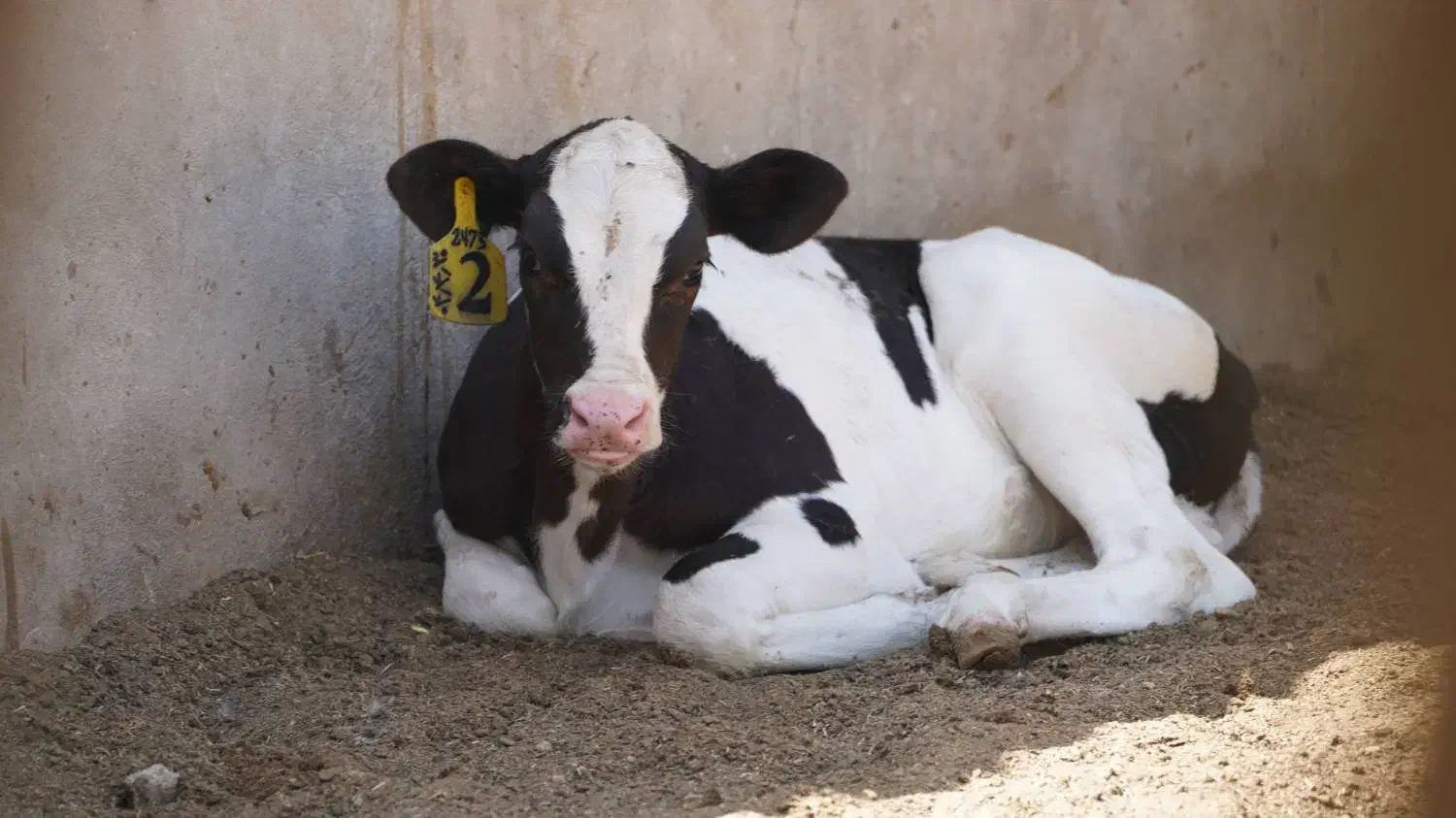 استخدام فوری نگهبان|استخدام سرایداری و نظافت|پاکدشت, پاکدشت (مامازند)|دیوار