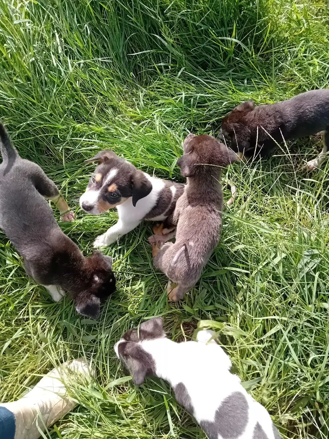 حیوانات خانگی|سگ|تهران, صادقیه|دیوار