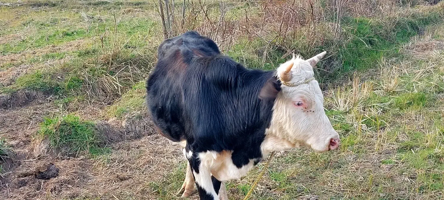 سه راس گاو نر|حیوانات مزرعه|سیاهکل, |دیوار