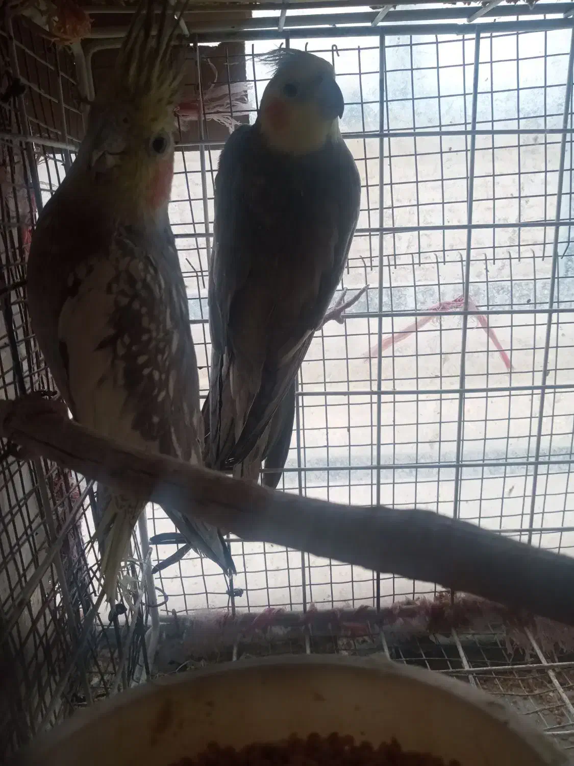 جفت عروس مولد|پرنده|سراوان, |دیوار