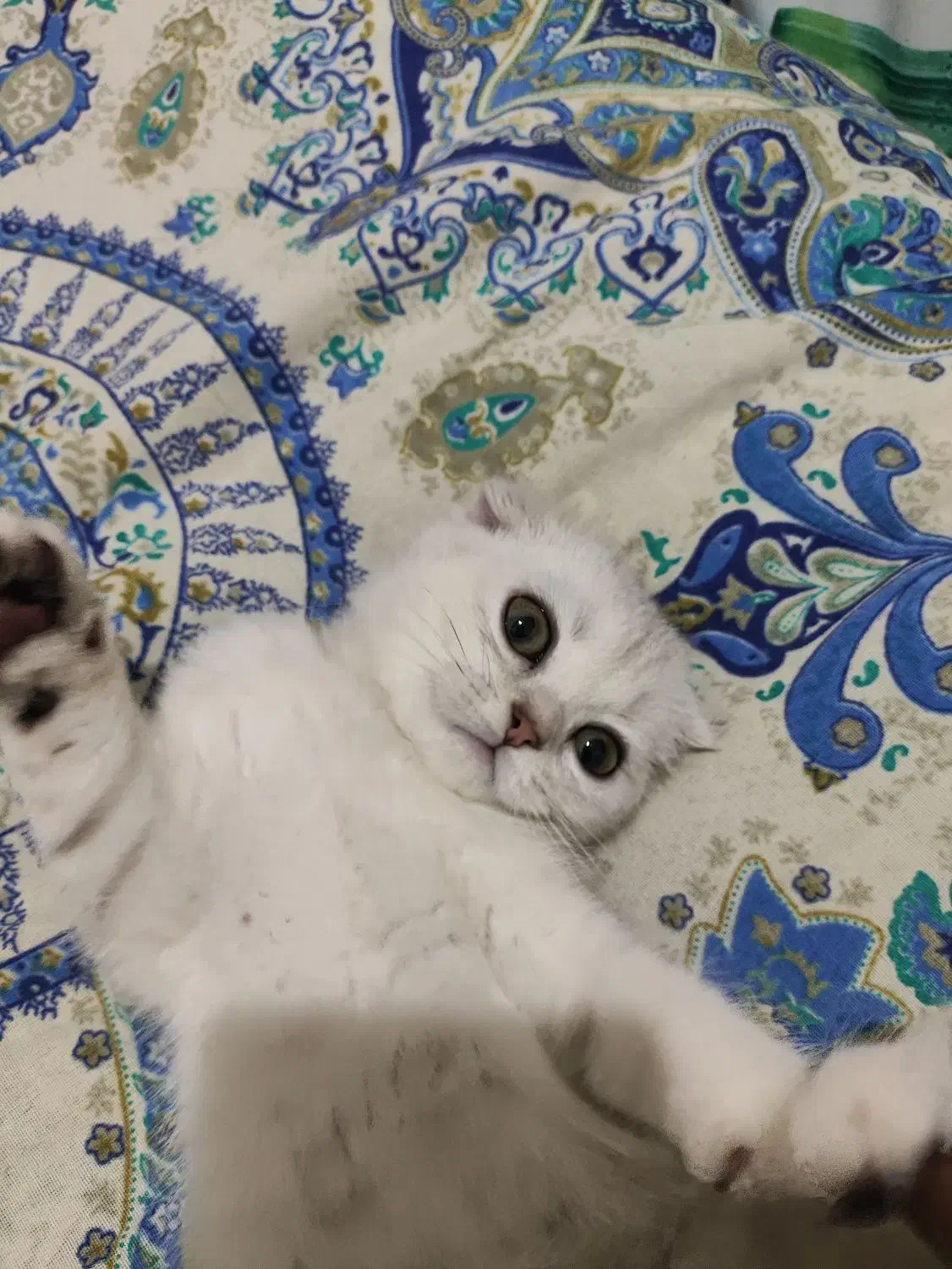 گربه اسکاتیش فولد|گربه|کرج, حیدرآباد|دیوار