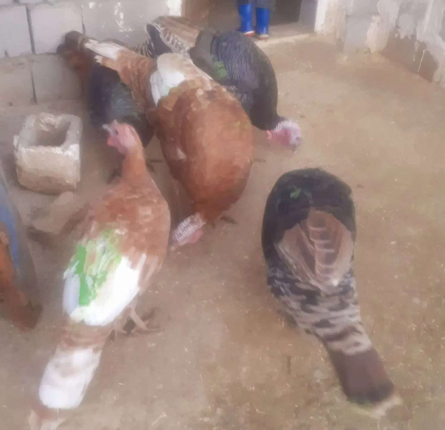 بو قلمون پنج عدد|حیوانات مزرعه|سارال, |دیوار