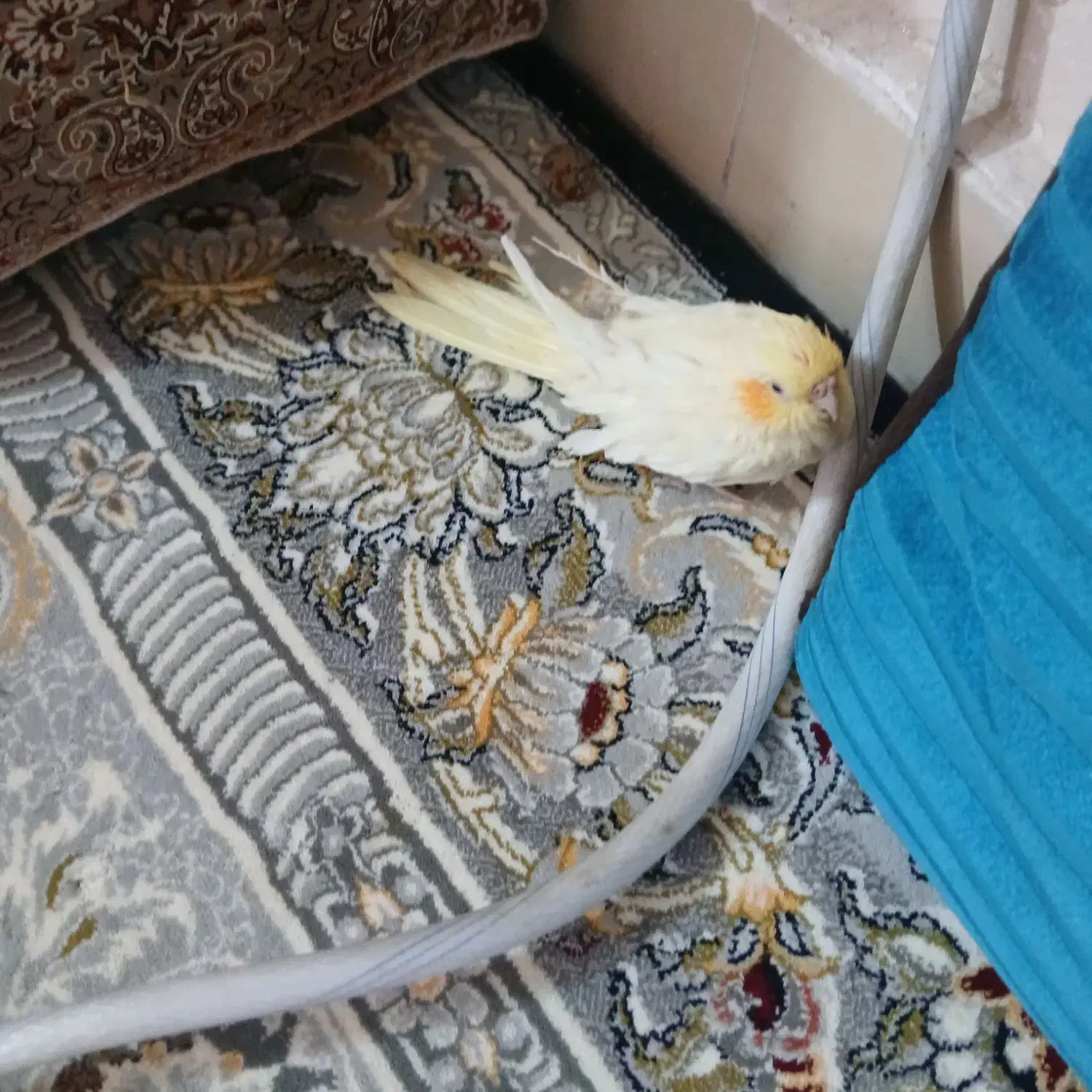 عروس هلندی|پرنده|بیرجند, |دیوار