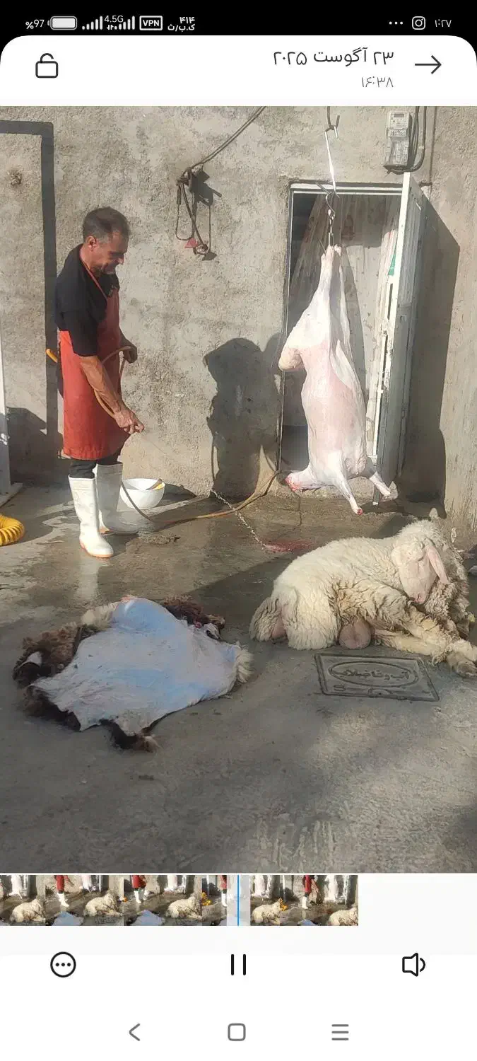 بره گوساله کشتارروز|حیوانات مزرعه|بجنورد, |دیوار