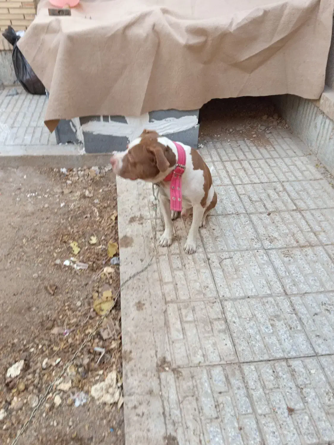 واگذا ی سگ پیت بول|سگ|اصفهان, بهارستان|دیوار