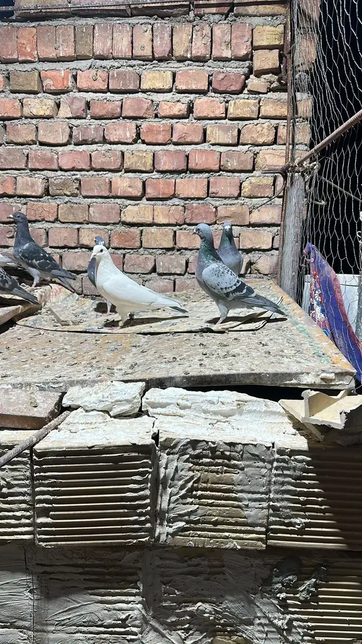 کبوتر پلاکی|پرنده|ایرانشهر, |دیوار