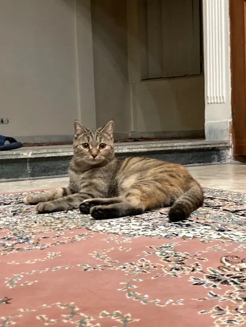 واگذاری رایگان گربه بریتیش میکس|گربه|اردبیل, |دیوار