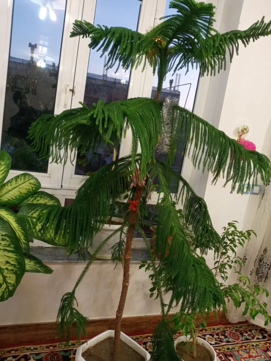 فروش گل|گل و گیاه طبیعی|بناب, |دیوار