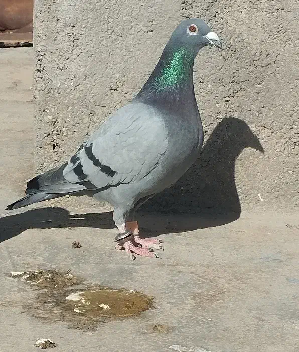 کفتر|پرنده|خوسف, |دیوار