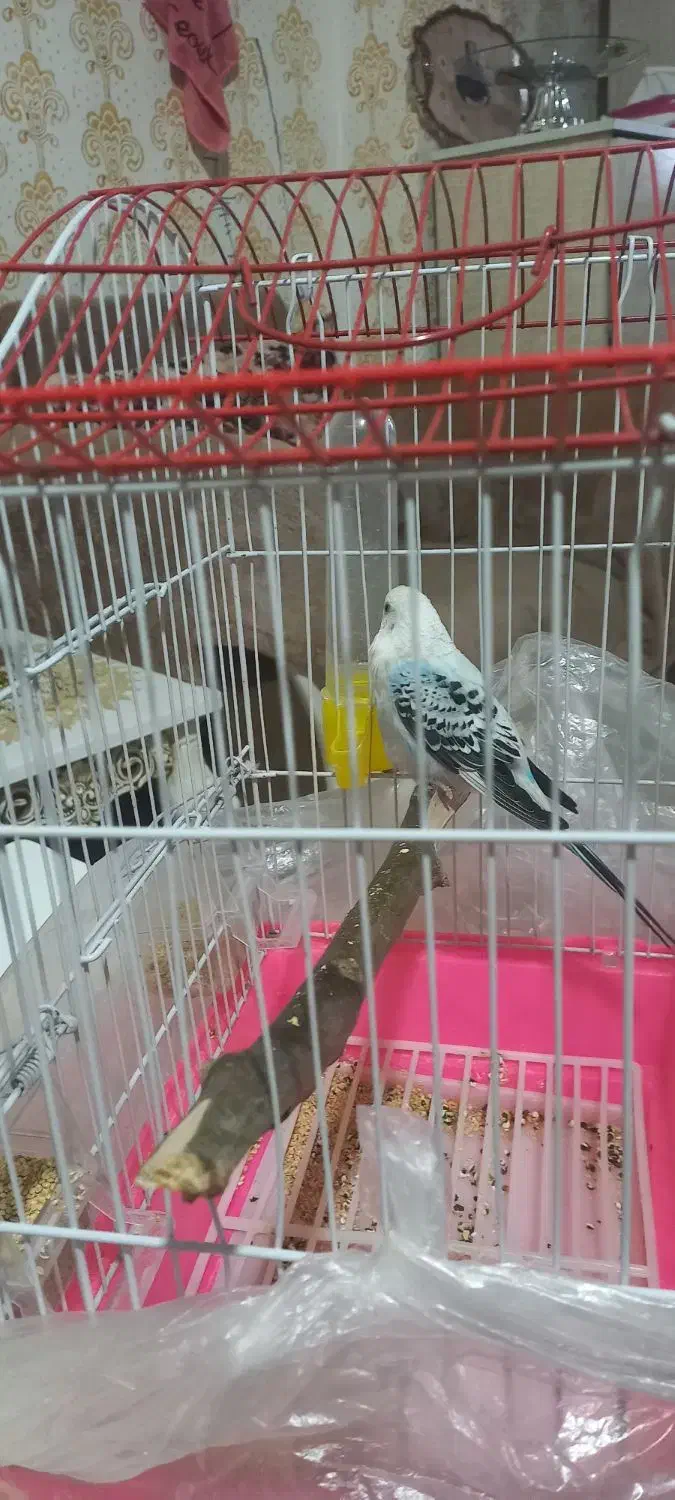 مرغ عشق نر|پرنده|شاهین دژ, |دیوار