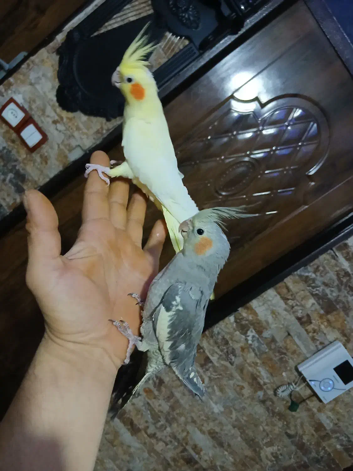 ۲جفت عروس اهلی ومولد|پرنده|ارومیه, |دیوار