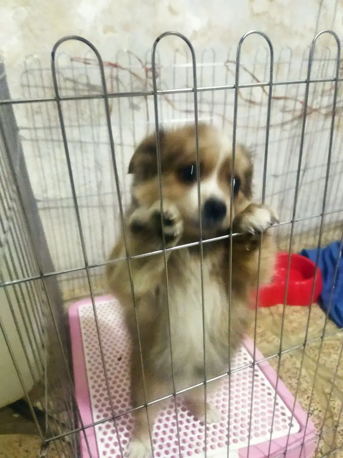 واگزاری سگ|سگ|شهریار, شهرک بهاران (ویره)|دیوار