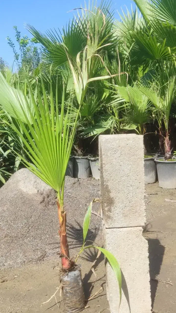 نخل پالم واشنگتن|گل و گیاه طبیعی|رباط‌کریم, نوده|دیوار