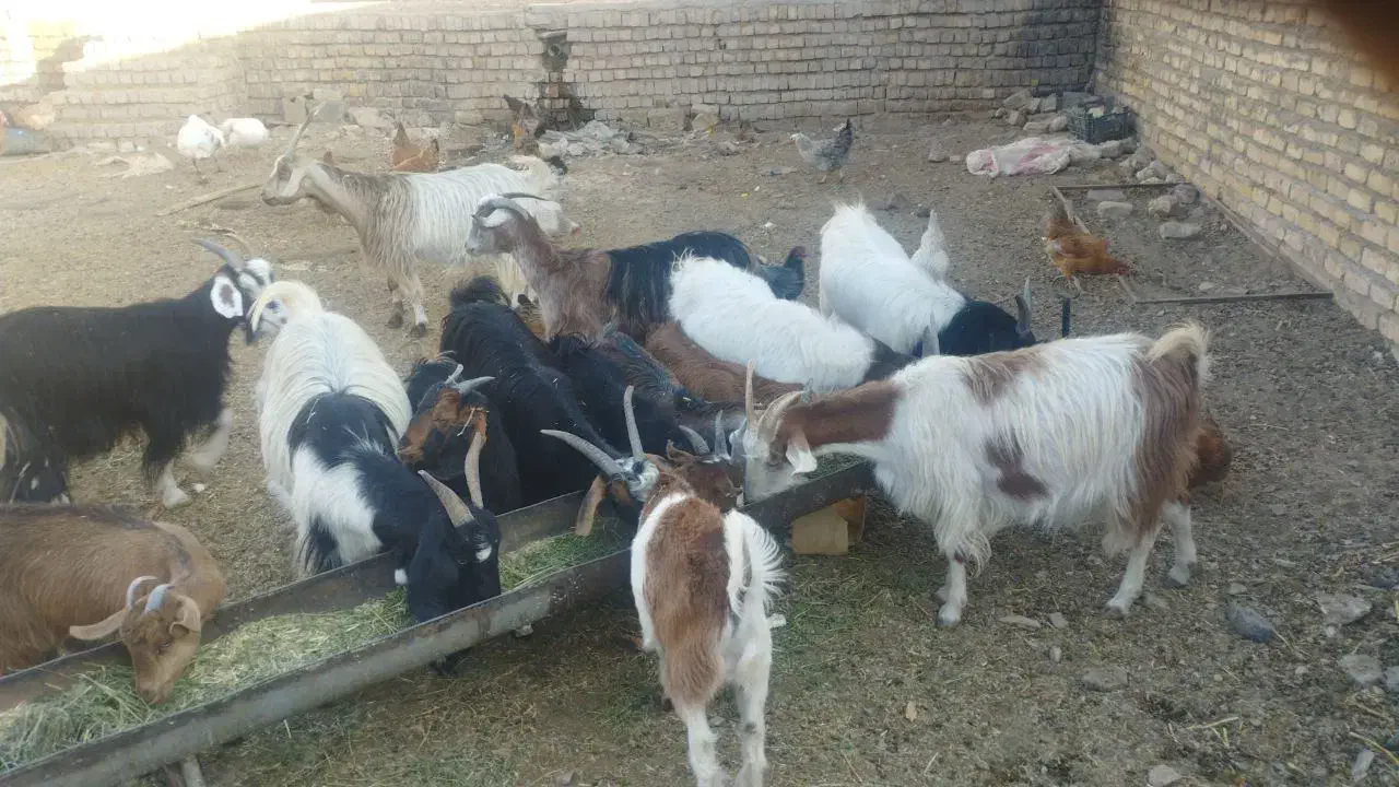 تعداد 17راس بزغاله وزن جفت 45|حیوانات مزرعه|سلفچگان, |دیوار