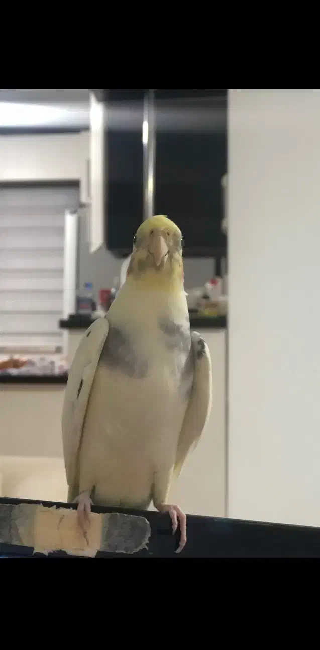 پرنده طوطی عروس هلندی سخنگو دلبندم گمشده|پرنده|ساری, |دیوار