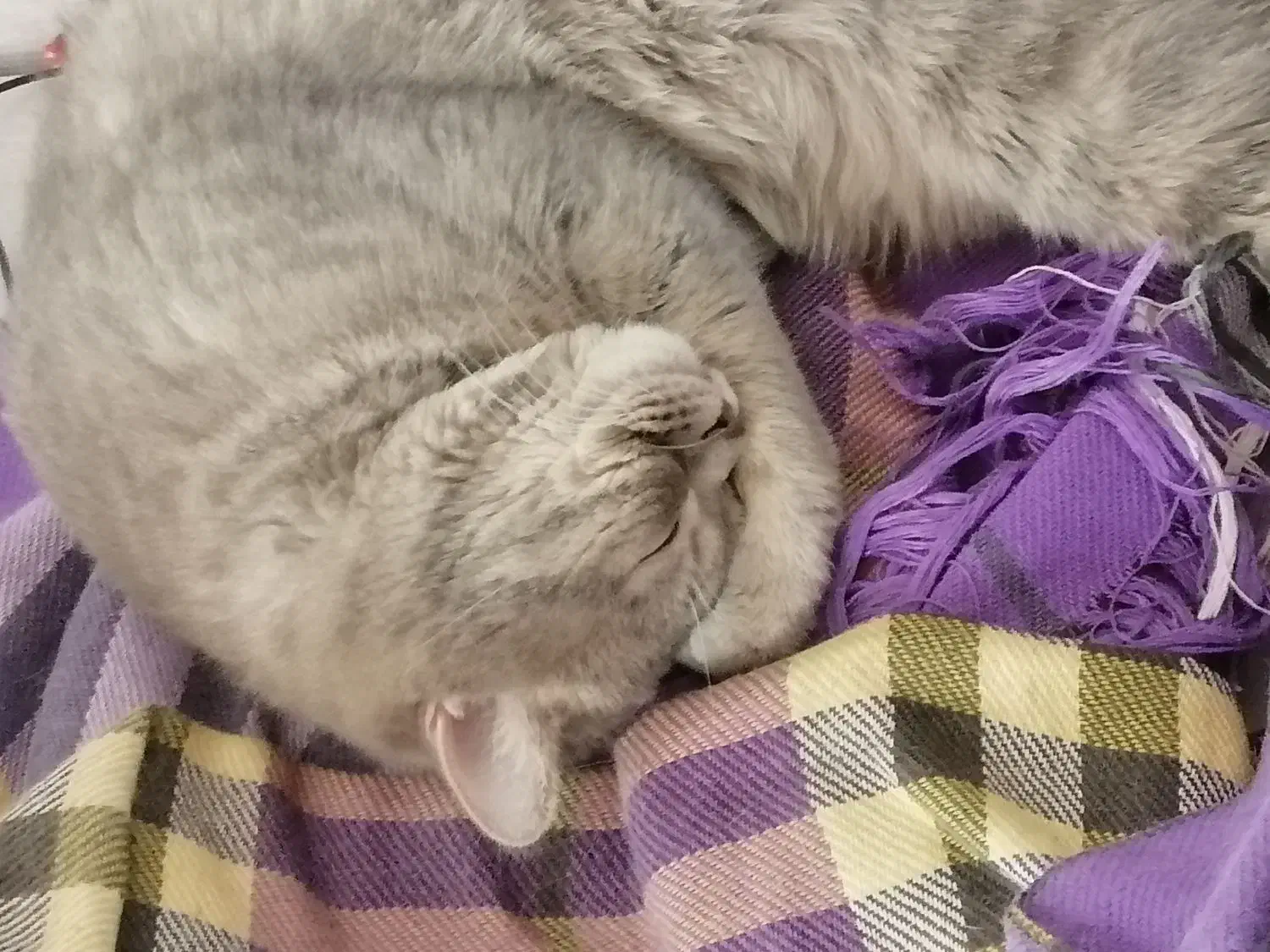 گربه|گربه|مهریز, |دیوار