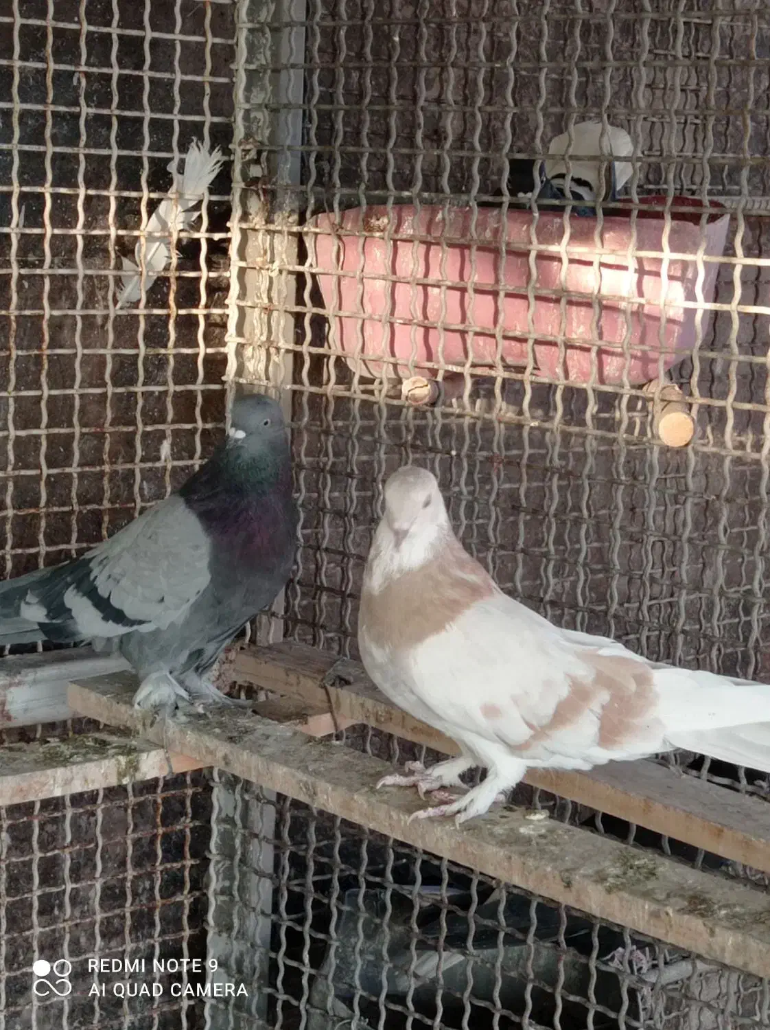 درود یه ماده کاغذی ویا نربرجی پر|پرنده|خمینی‌شهر, |دیوار