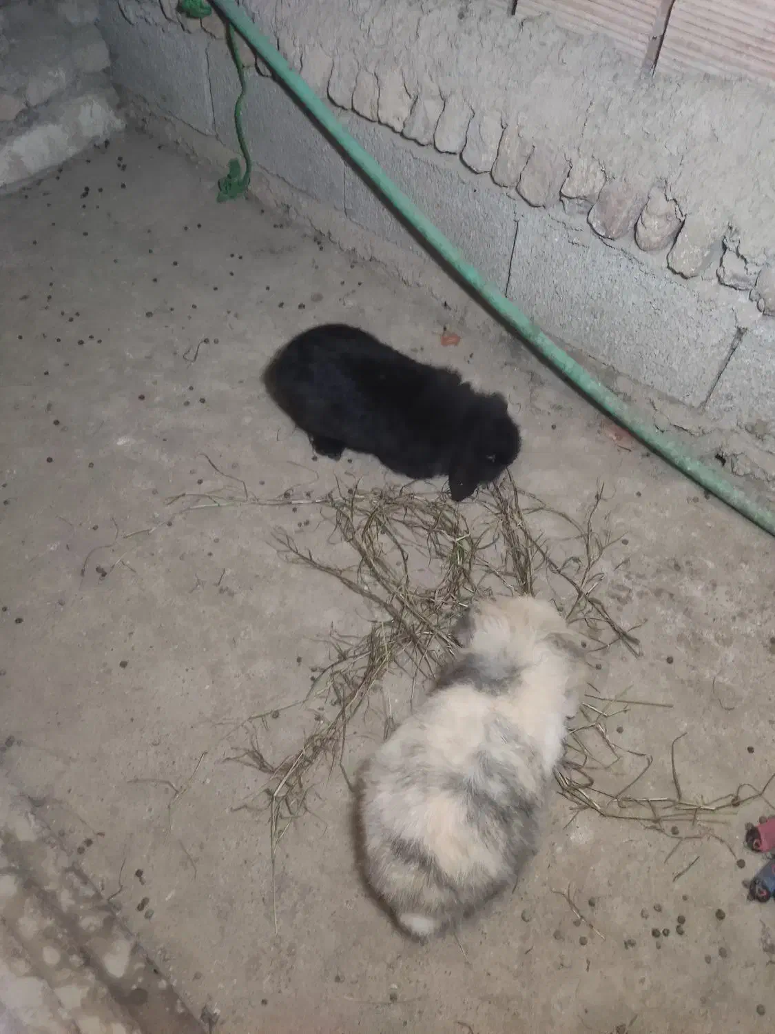 خرگوش لوپ|موش و خرگوش|سورک, |دیوار