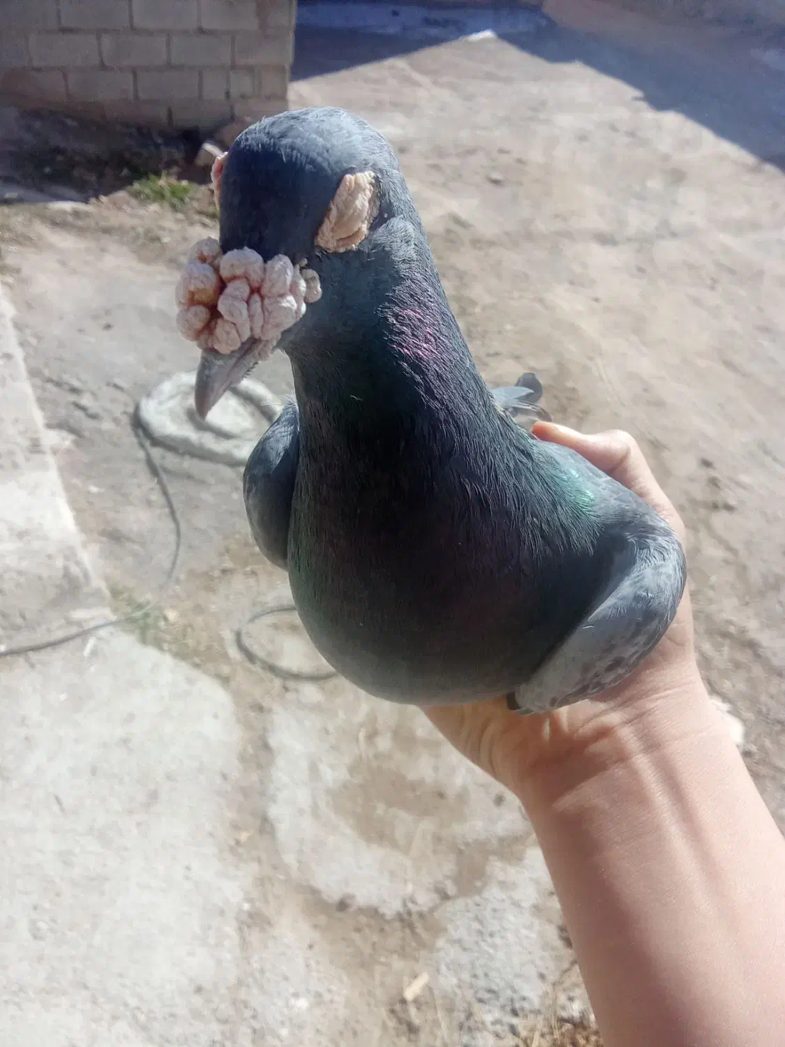 کبوتر|پرنده|اهر, |دیوار