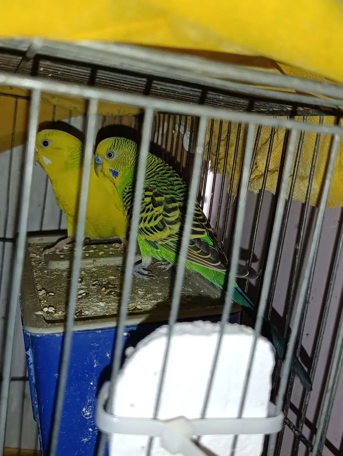 یک جفت مرغ عشق مولد|پرنده|هشتگرد, شهرک ولیعصر (مصلی)|دیوار