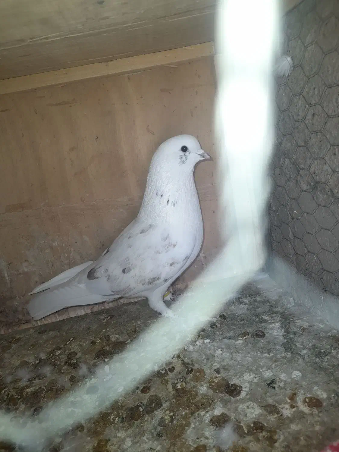 کفتر|پرنده|سیرجان, |دیوار