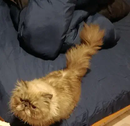 گربه پرشین هیمالیا|گربه|شاهینشهر, خانه کارگر|دیوار