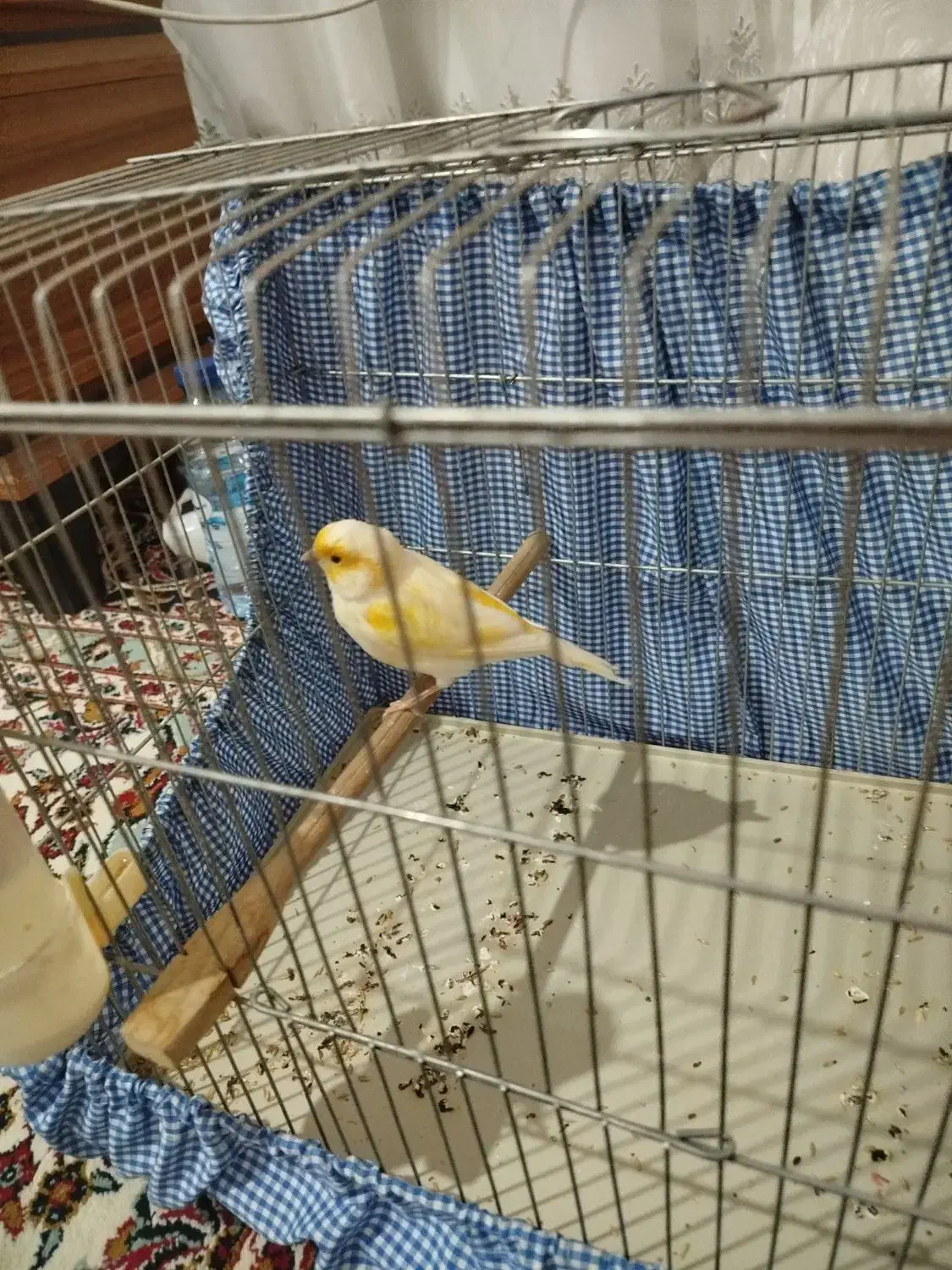 قناری نر|پرنده|شیراز, سعدیه جنوبی|دیوار