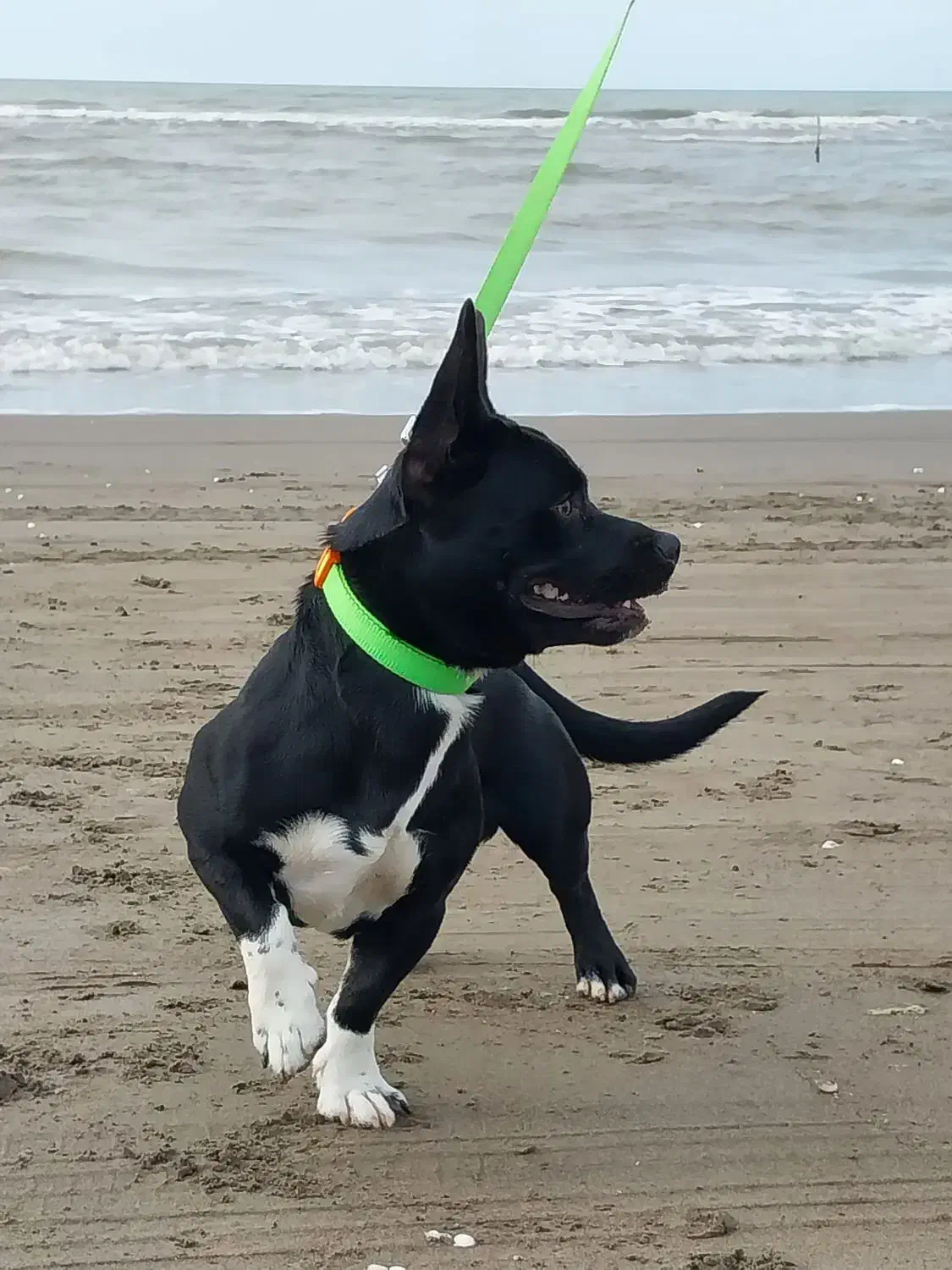 سگ نر پاکوتاه برای جفت گیری|سگ|هشتگرد, فاز ۲ مهستان|دیوار