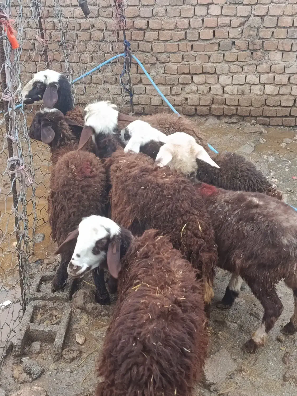 بره نر ماده غزل افشار|حیوانات مزرعه|خرمآباد, |دیوار