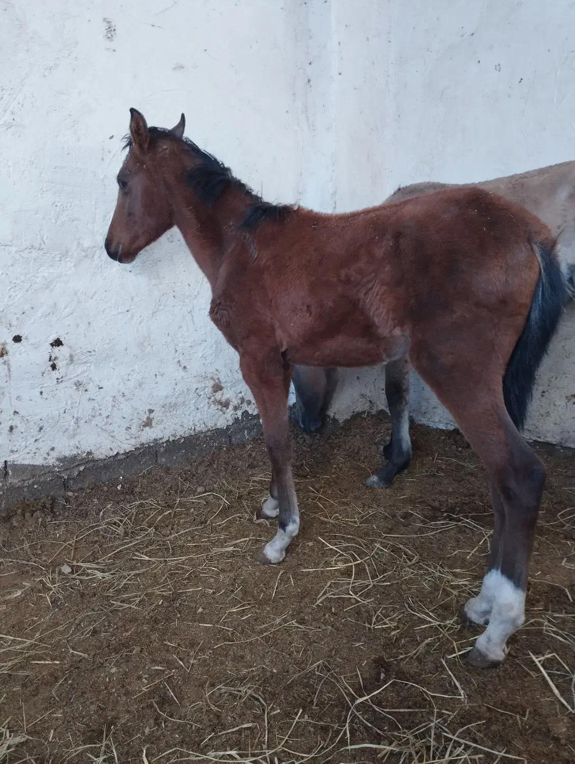 پنج راس کره اسب فی پایین|اسب و تجهیزات اسبسواری|رونیز, |دیوار