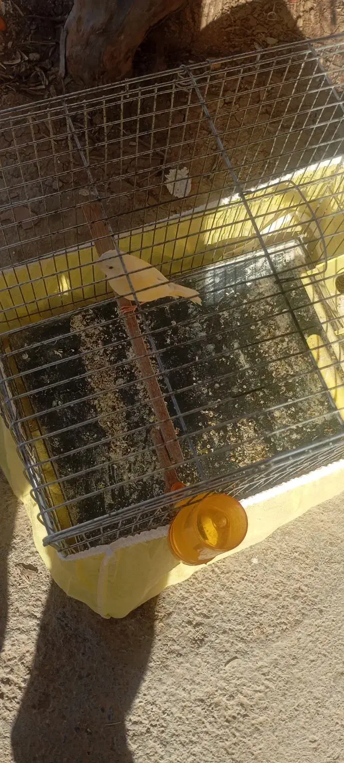 قناری نر|پرنده|کوهدشت, |دیوار