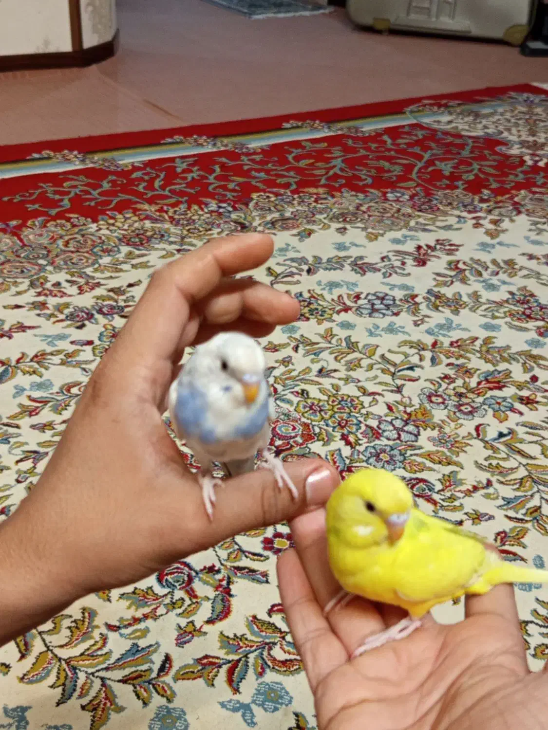 مرغ عشق|پرنده|فولادشهر, مسکن مهر فولادشهر|دیوار