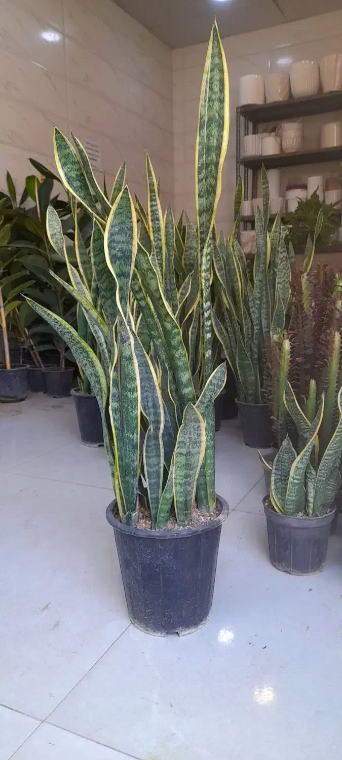 سانسوریا سطل هفت شمشیری ابلق لب طلایی|گل و گیاه طبیعی|قم, نیروگاه|دیوار