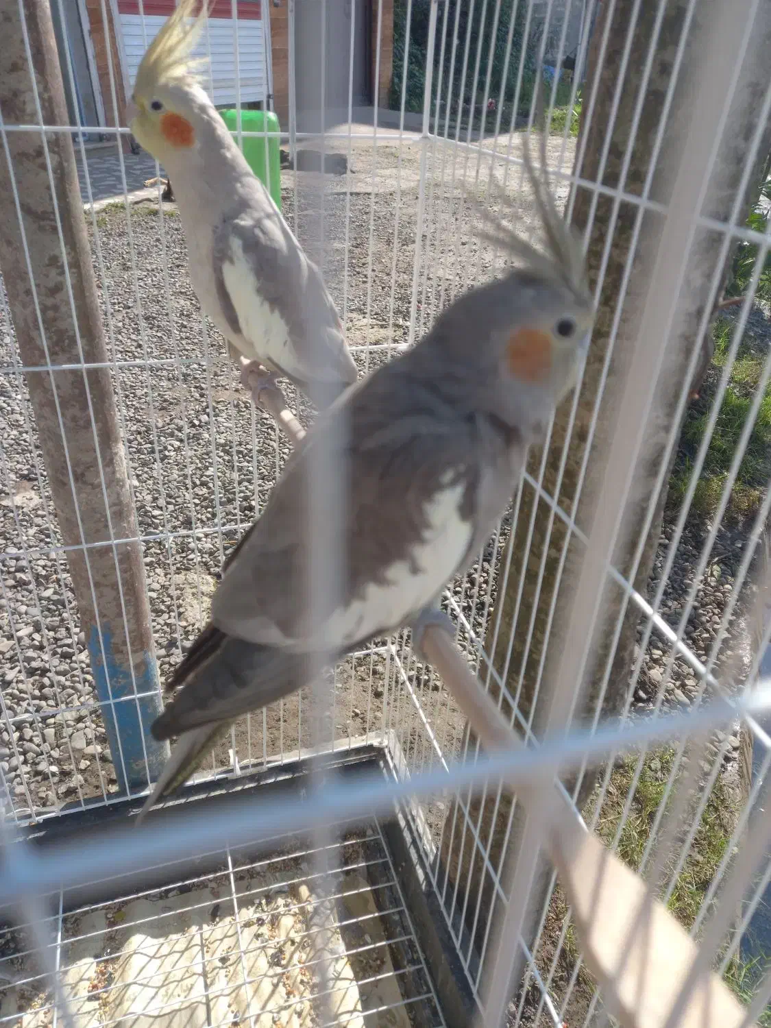 عروس هلندی|پرنده|لاهیجان, آهندان|دیوار