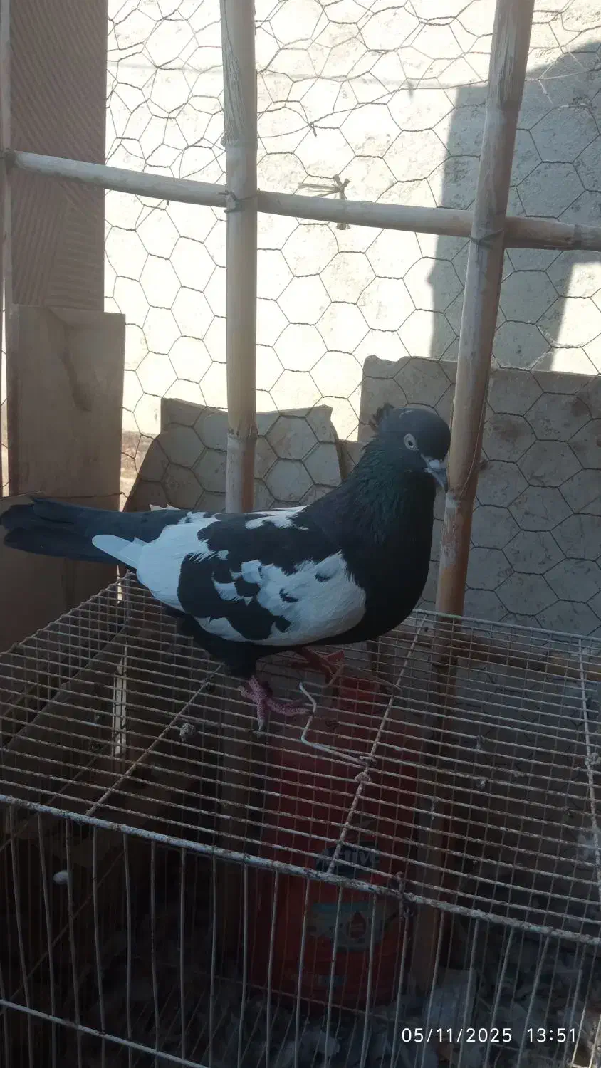 سینه سیاه پشت ماهی|پرنده|مشهد, ادیب نیشابوری (شهرک غرب)|دیوار