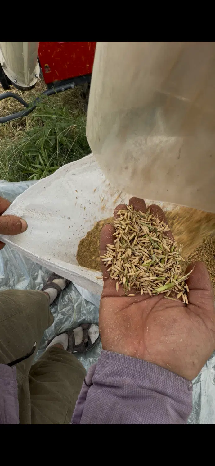 برنج هاشمی|خوردنی و آشامیدنی|تهران, سعادتآباد|دیوار