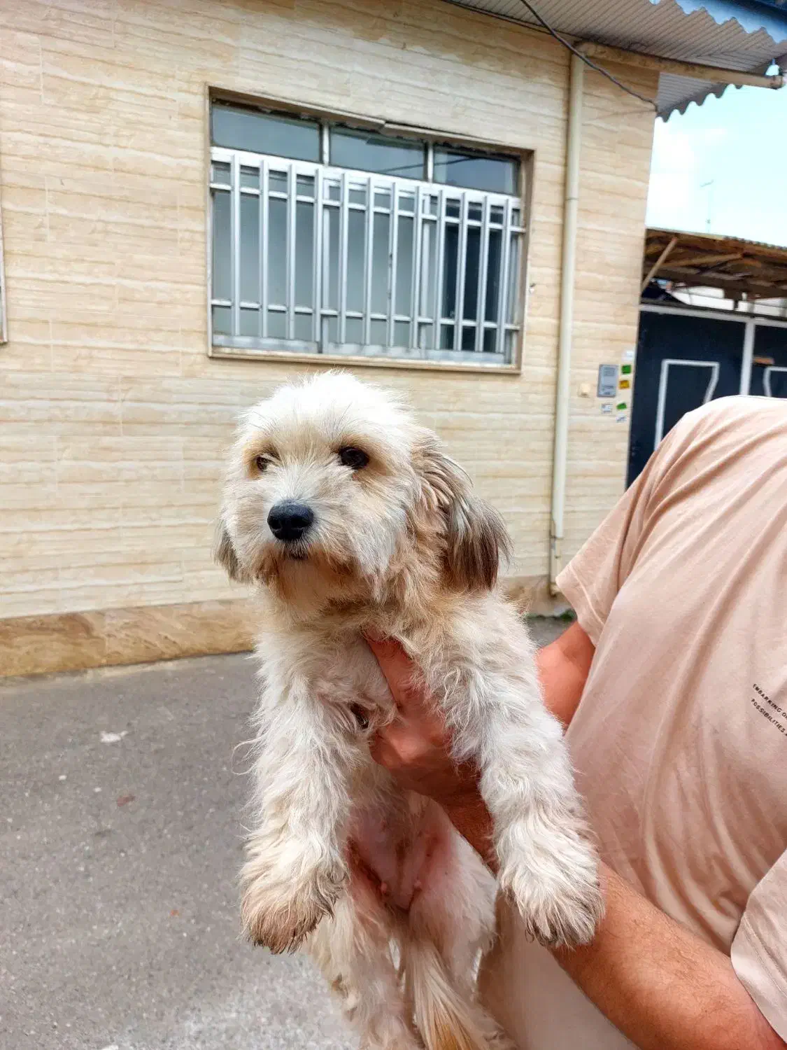 تریر ماده با سابقه زایمان موفق|سگ|لاهیجان, پردسر|دیوار