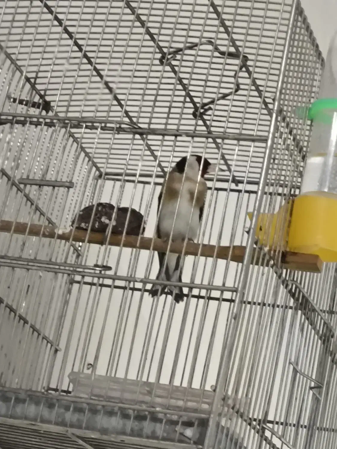 سهره نر بخون|پرنده|اندیشه, اندیشه فاز ۱|دیوار