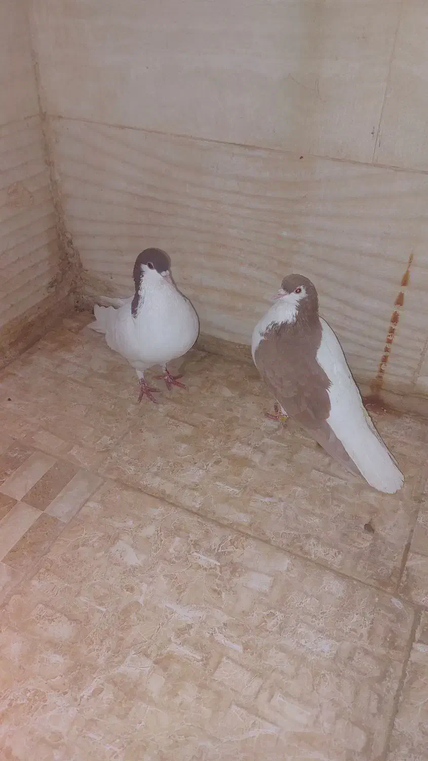 ۳۰۰۰،۰۰۰|پرنده|باغستان, |دیوار