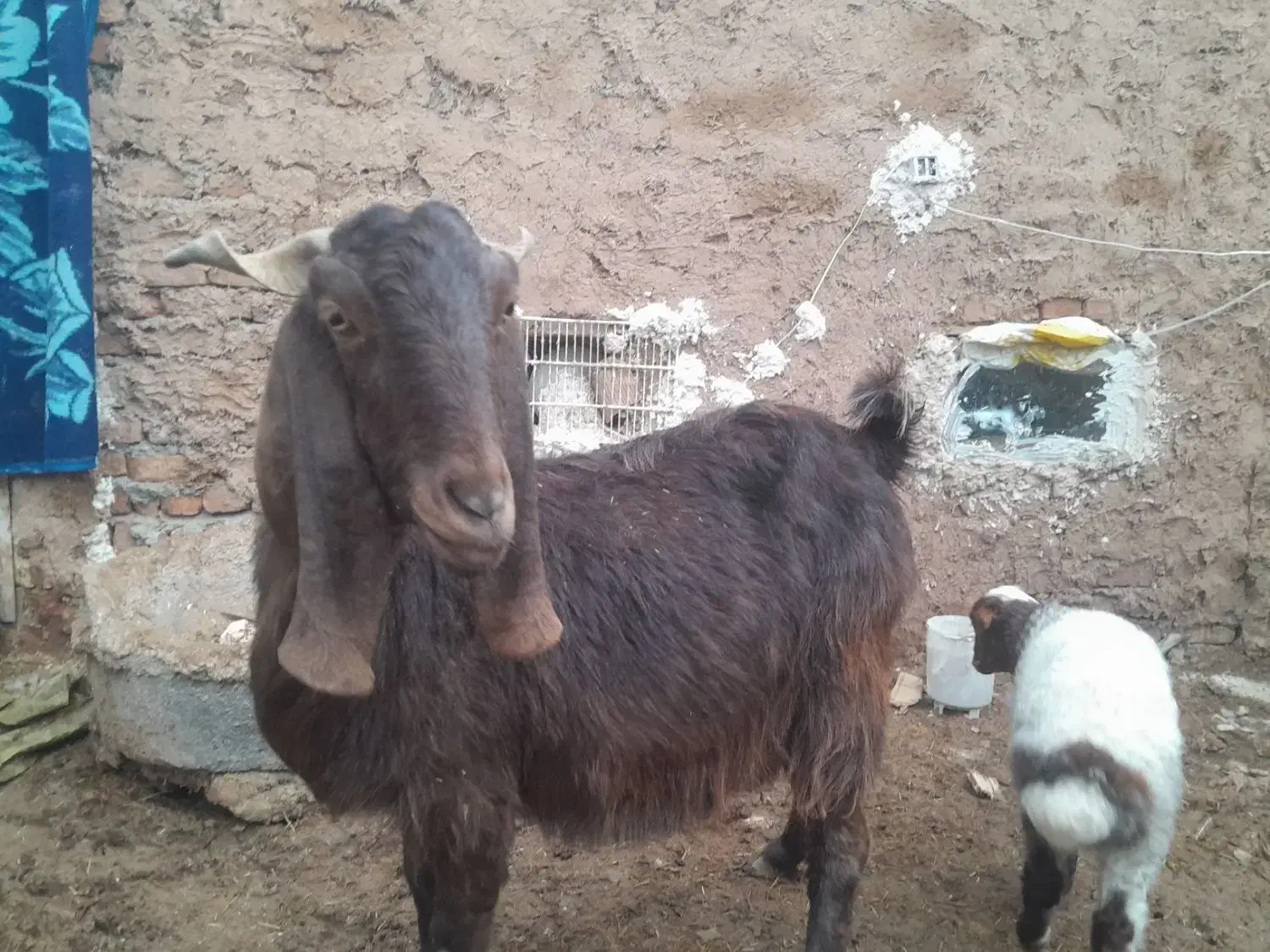 شاه بز پاکستانی|حیوانات مزرعه|تربت‌حیدریه, بازار|دیوار