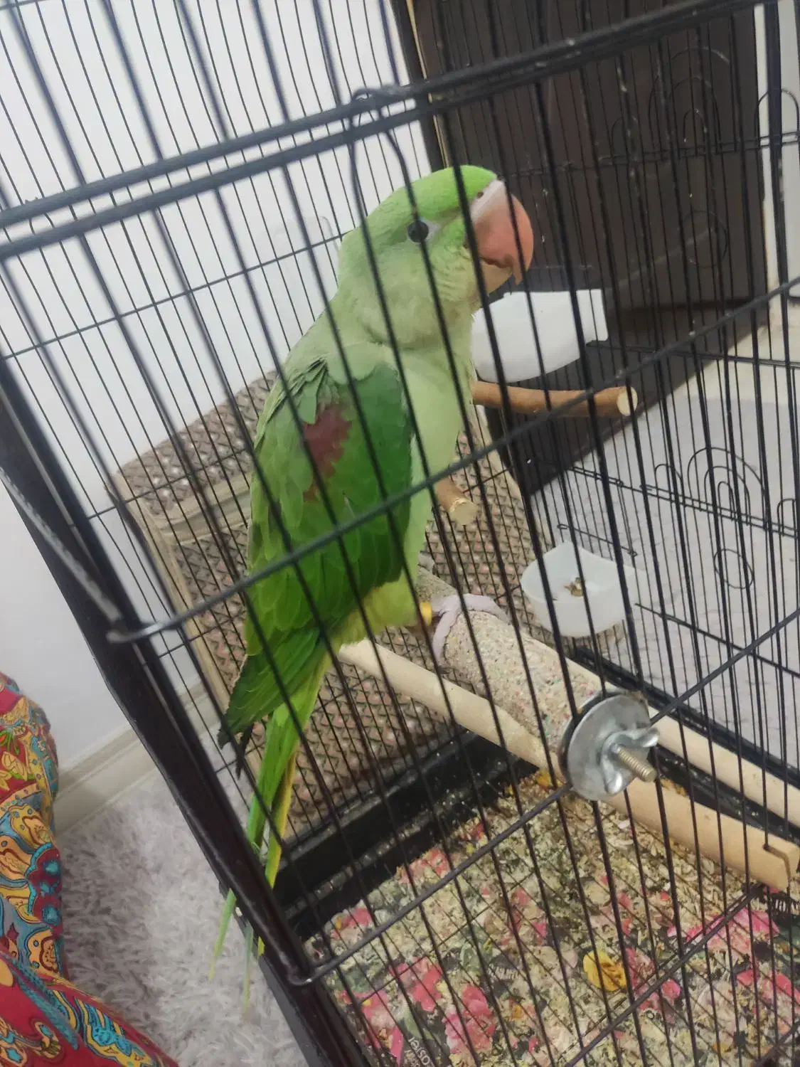 شاه طوطی 3ماهه گرینچیک راهب لوری|پرنده|قم, قم نو|دیوار