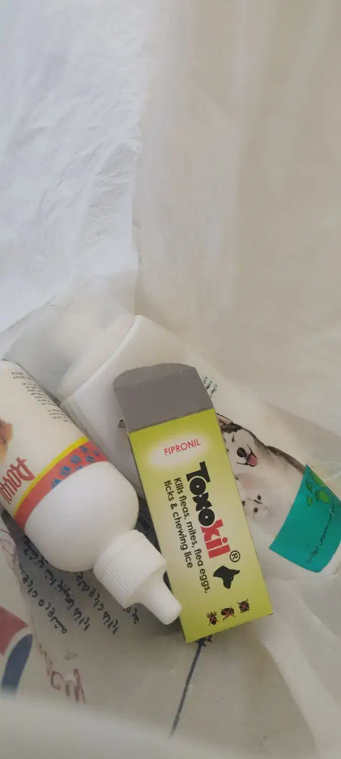 سگ شیتزو کراس|سگ|شیراز, پودنک|دیوار