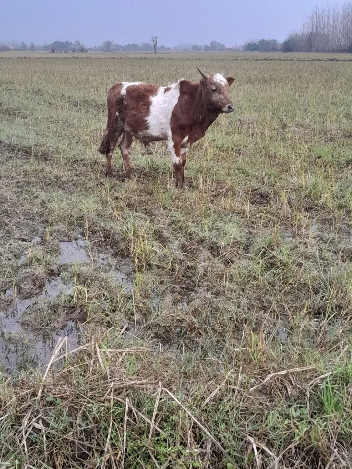 ورزا کوله چالوسی عروسک فروشی|حیوانات مزرعه|خشکبیجار, |دیوار