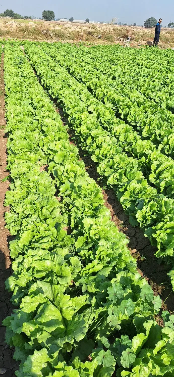 کاهو رایدرپلاس|خدمات باغبانی و درختکاری|دزفول, |دیوار