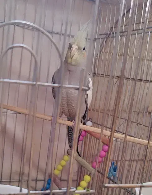 عروس هلندی|پرنده|کرمانشاه, |دیوار