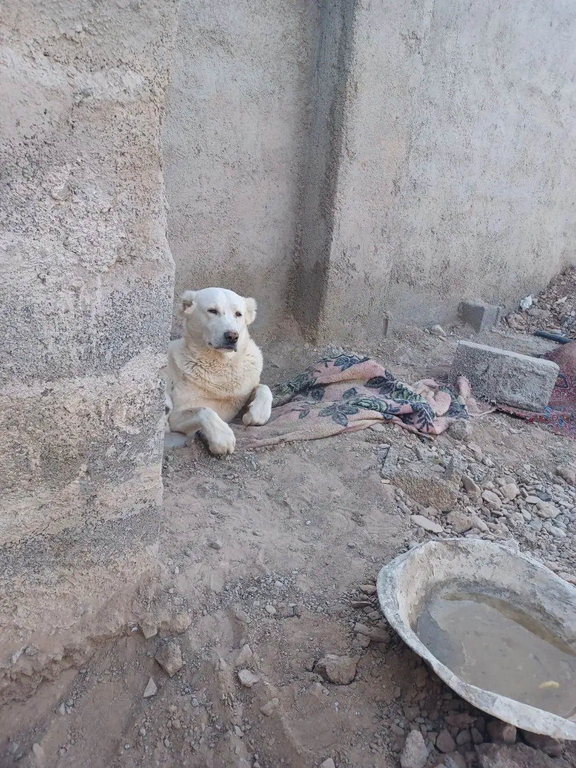 سگ فروشی|سگ|قائن, |دیوار