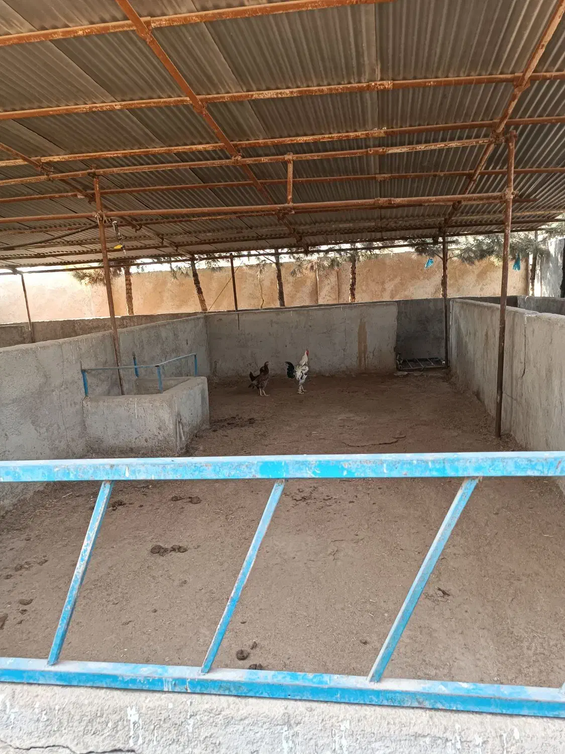 فروش گاوداری ۱۰۰۰متری با پروانه و سند|فروش دفتر صنعتی، کشاورزی، تجاری|کهریزک, |دیوار