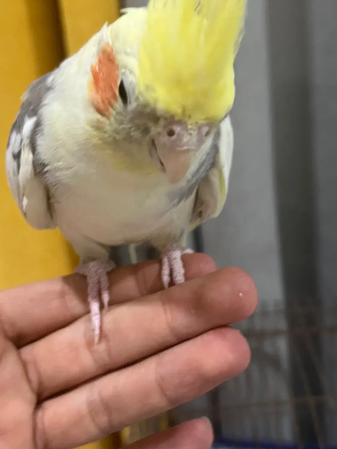 عروس هلندی نر|پرنده|دوگنبدان, |دیوار