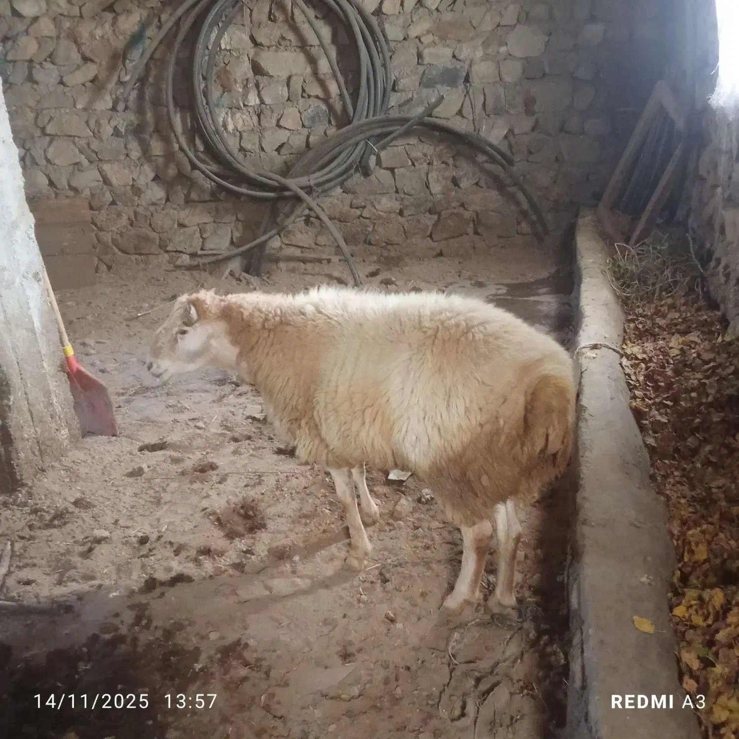 فروش توغلو مغانی|حیوانات مزرعه|چهاردانگه (آذربایجان), |دیوار